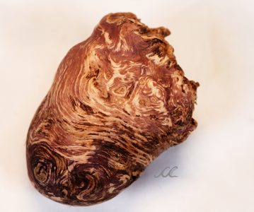 Den Herzschlag eines Baumes spüren?
